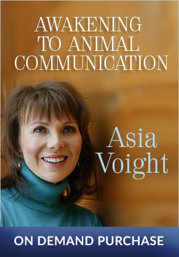 Awakening to Animal Communication