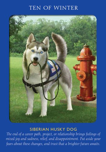 Animal Tarot Cards